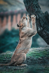 抬爪站立的可爱小猫