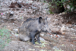 野外小野猪觅食