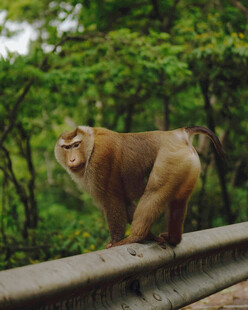 护栏上的野生猕猴
