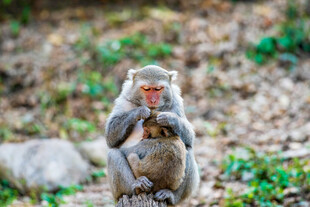 怀抱幼崽的猕猴