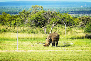 草原上的野生犀牛