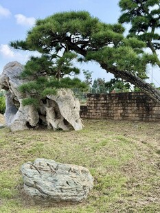 地景松树