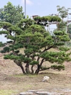 地景松树
