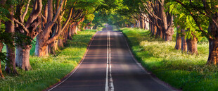 林间阳光公路美景