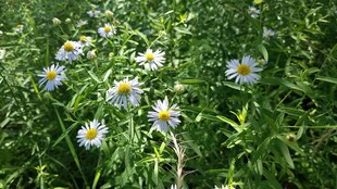 清新小野花