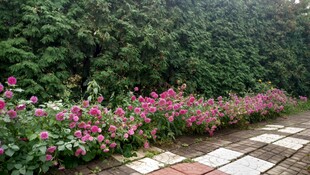 粉色花带景观
