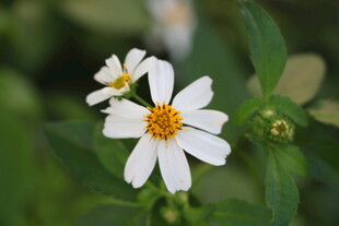 小雏菊
