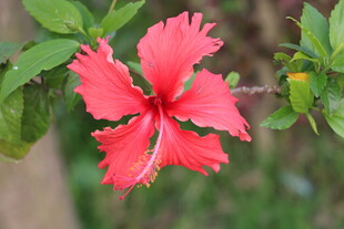 朱槿花