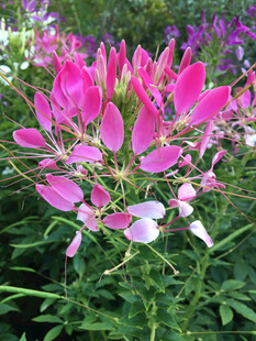 醉蝶花