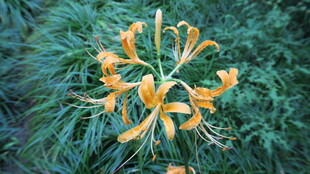 黄花石蒜花