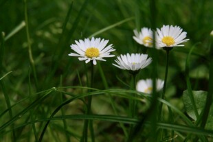 小雏菊