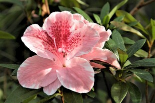 杜鹃花
