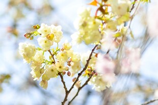 春日柔焦花枝小景