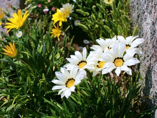 雏菊