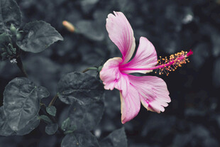 朱槿花