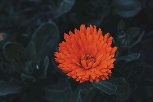 非洲菊