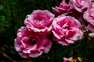 杜鹃花