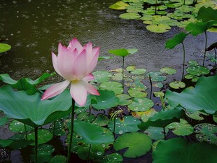 荷花