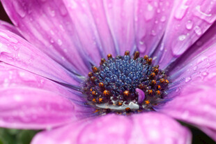 粉紫花卉
