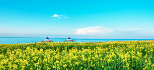 湖畔草原夏日风光