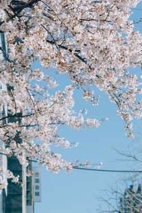 城市春日樱花盛景