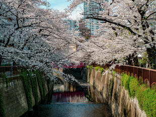 河畔樱花春日盛景