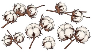 手绘棉花素材