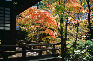 秋日庭院红枫美景