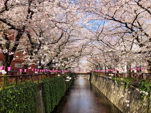 樱花河道春日盛景