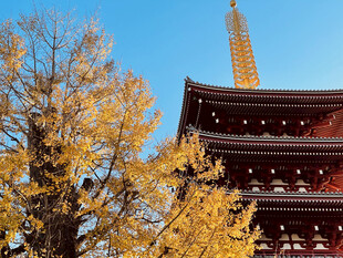 秋日古寺银杏晴空