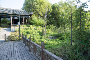 公园林间木栈道风景