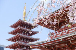 春樱掩映日式五重塔