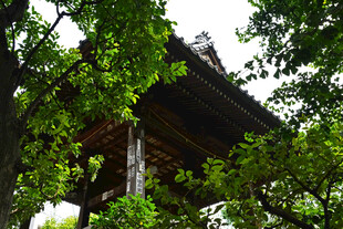 树荫掩映的古建屋檐