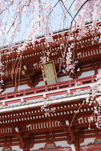 春日古建樱花盛景