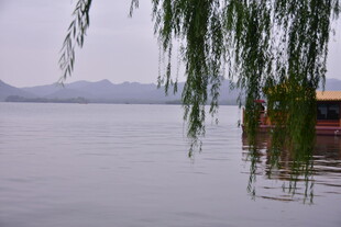 烟雨湖畔垂柳景致
