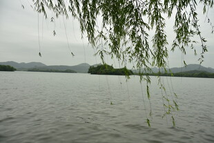 湖畔垂柳湖光山色