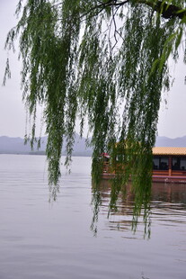湖边垂柳风光