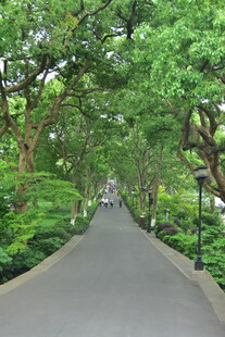 公园林荫小道风景