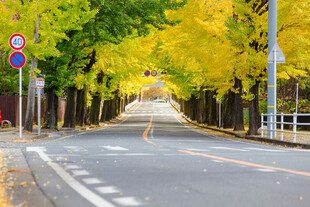 道路
