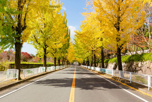 道路