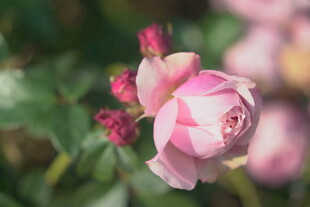 玫瑰花苞