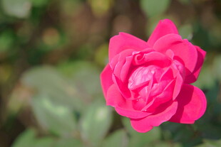 月季花