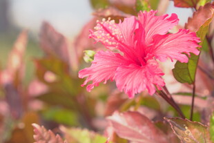 朱槿花