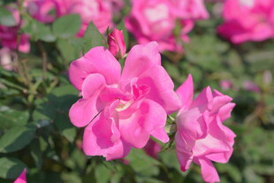 蔷薇花