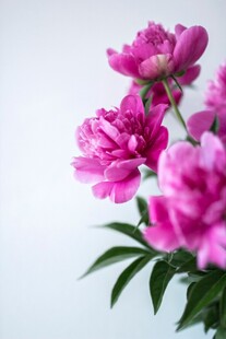 芍药花