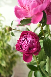 芍药花与待放花苞
