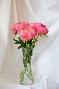粉芍药