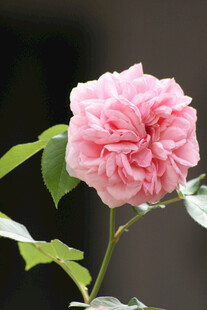 粉色月季花