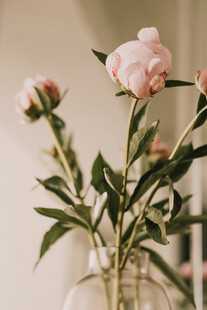 芍药花束