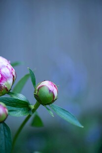 芍药花苞